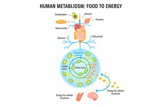 代謝症候群飲食指南：8大預防策略逆轉健康危機2025 - Yespot